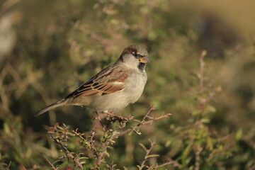 Male House Sparrow (Passer domesticus) perched on a tree branch with a blurred natural background. Close-up portrait of a common small bird , House Sparrow (Passer domesticus) standing on the ground f