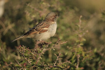 Male House Sparrow (Passer domesticus) perched on a tree branch with a blurred natural background. Close-up portrait of a common small bird , House Sparrow (Passer domesticus) standing on the ground f