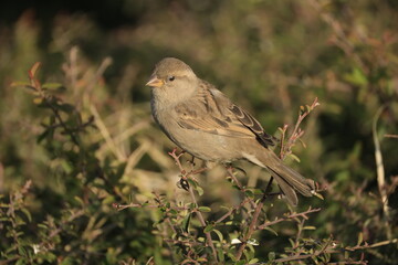 Male House Sparrow (Passer domesticus) perched on a tree branch with a blurred natural background. Close-up portrait of a common small bird , House Sparrow (Passer domesticus) standing on the ground f