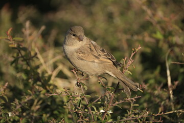 Male House Sparrow (Passer domesticus) perched on a tree branch with a blurred natural background. Close-up portrait of a common small bird , House Sparrow (Passer domesticus) standing on the ground f
