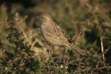 Male House Sparrow (Passer domesticus) perched on a tree branch with a blurred natural background. Close-up portrait of a common small bird , House Sparrow (Passer domesticus) standing on the ground f