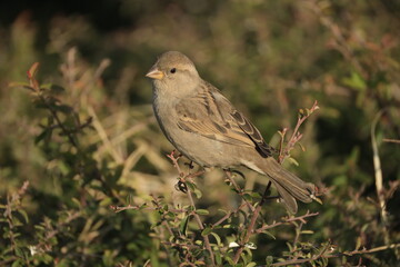 Male House Sparrow (Passer domesticus) perched on a tree branch with a blurred natural background. Close-up portrait of a common small bird , House Sparrow (Passer domesticus) standing on the ground f