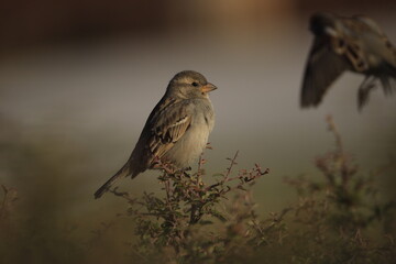 Male House Sparrow (Passer domesticus) perched on a tree branch with a blurred natural background. Close-up portrait of a common small bird , House Sparrow (Passer domesticus) standing on the ground f