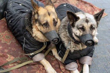 dogs in overalls and muzzle