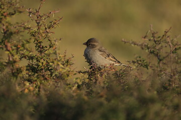 Male House Sparrow (Passer domesticus) perched on a tree branch with a blurred natural background. Close-up portrait of a common small bird , House Sparrow (Passer domesticus) standing on the ground f