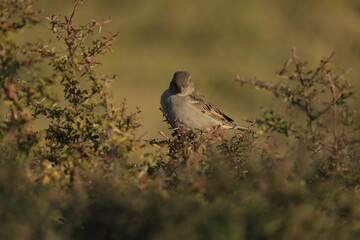 Male House Sparrow (Passer domesticus) perched on a tree branch with a blurred natural background. Close-up portrait of a common small bird , House Sparrow (Passer domesticus) standing on the ground f