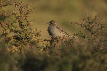 Male House Sparrow (Passer domesticus) perched on a tree branch with a blurred natural background. Close-up portrait of a common small bird , House Sparrow (Passer domesticus) standing on the ground f