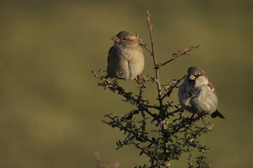 Male House Sparrow (Passer domesticus) perched on a tree branch with a blurred natural background. Close-up portrait of a common small bird , House Sparrow (Passer domesticus) standing on the ground f