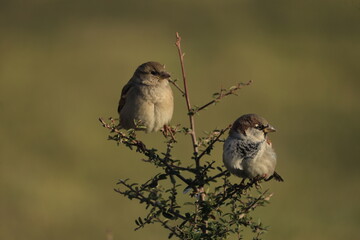 Male House Sparrow (Passer domesticus) perched on a tree branch with a blurred natural background. Close-up portrait of a common small bird , House Sparrow (Passer domesticus) standing on the ground f