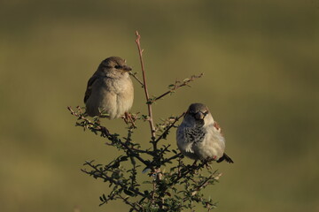 Male House Sparrow (Passer domesticus) perched on a tree branch with a blurred natural background. Close-up portrait of a common small bird , House Sparrow (Passer domesticus) standing on the ground f