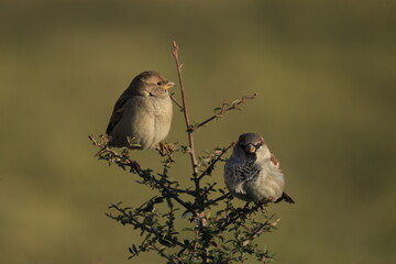 Male House Sparrow (Passer domesticus) perched on a tree branch with a blurred natural background. Close-up portrait of a common small bird , House Sparrow (Passer domesticus) standing on the ground f