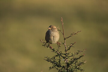 Male House Sparrow (Passer domesticus) perched on a tree branch with a blurred natural background. Close-up portrait of a common small bird , House Sparrow (Passer domesticus) standing on the ground f