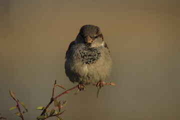 Male House Sparrow (Passer domesticus) perched on a tree branch with a blurred natural background. Close-up portrait of a common small bird , House Sparrow (Passer domesticus) standing on the ground f