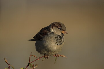 Male House Sparrow (Passer domesticus) perched on a tree branch with a blurred natural background. Close-up portrait of a common small bird , House Sparrow (Passer domesticus) standing on the ground f