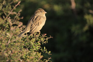 Male House Sparrow (Passer domesticus) perched on a tree branch with a blurred natural background. Close-up portrait of a common small bird , House Sparrow (Passer domesticus) standing on the ground f