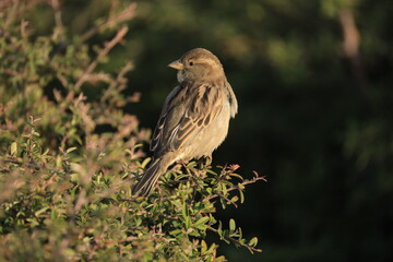 Male House Sparrow (Passer domesticus) perched on a tree branch with a blurred natural background. Close-up portrait of a common small bird , House Sparrow (Passer domesticus) standing on the ground f