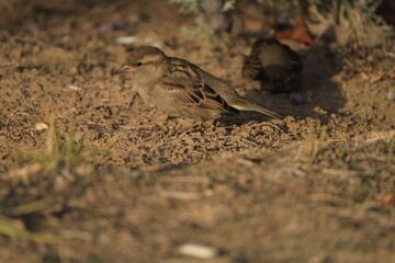 Male House Sparrow (Passer domesticus) perched on a tree branch with a blurred natural background. Close-up portrait of a common small bird , House Sparrow (Passer domesticus) standing on the ground f