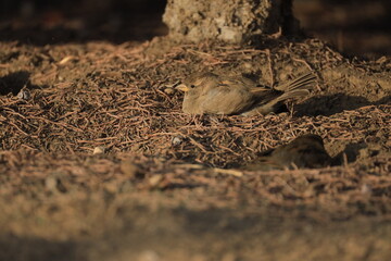 Male House Sparrow (Passer domesticus) perched on a tree branch with a blurred natural background. Close-up portrait of a common small bird , House Sparrow (Passer domesticus) standing on the ground f