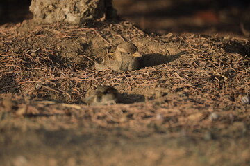 Male House Sparrow (Passer domesticus) perched on a tree branch with a blurred natural background. Close-up portrait of a common small bird , House Sparrow (Passer domesticus) standing on the ground f