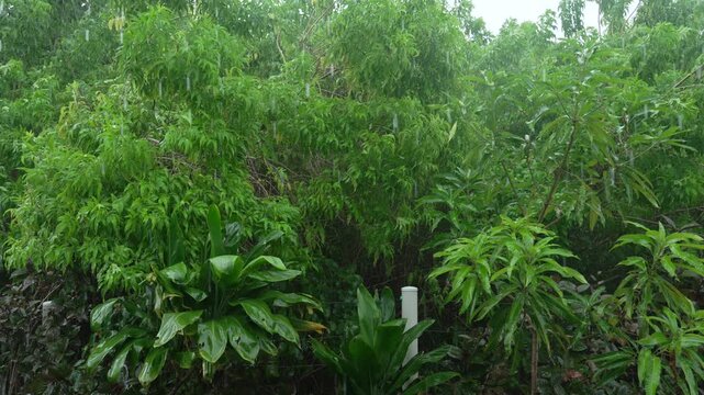 Dense canopy San Andres Colombia lush green mango tree forest tropical nature monsoon rainy season