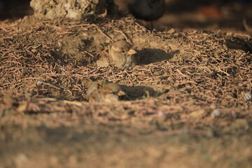 Male House Sparrow (Passer domesticus) perched on a tree branch with a blurred natural background. Close-up portrait of a common small bird , House Sparrow (Passer domesticus) standing on the ground f