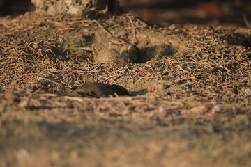 Male House Sparrow (Passer domesticus) perched on a tree branch with a blurred natural background. Close-up portrait of a common small bird , House Sparrow (Passer domesticus) standing on the ground f
