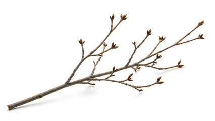 Fototapeta premium Bare Tree Branch with Buds Ready to Bloom in Spring.