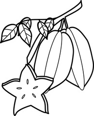 outline illustration of star fruit for coloring page