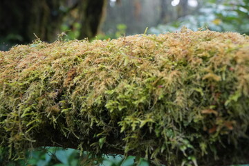 Moss carpet of the humid forest