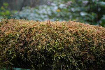 Moss carpet of the humid forest