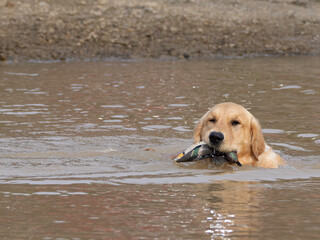 Purebred golden retriever dog swimming in a lake carrying a game in his mouth.