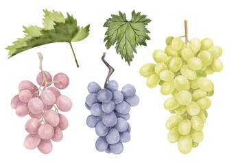 Watercolor vineyard grape berry branches with leaves hand drawn illustration. Isolated elements on white background © Катерина Тышковская