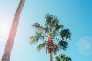 Tall palm trees against clear blue sky with bright sunlight in tropical outdoor environment