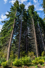 Trails, Llao Llao, Puerto Panuelo, Patagonia, Argentina