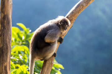 Dusky langur (Spectacled Langur) sitting on a tree branch in nature, Thailand.