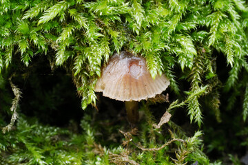 Mycena megaspora Mushroom cap color close-up nature naturalistic