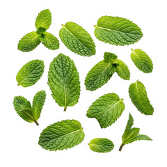Assorted fresh green mint leaves isolated subject