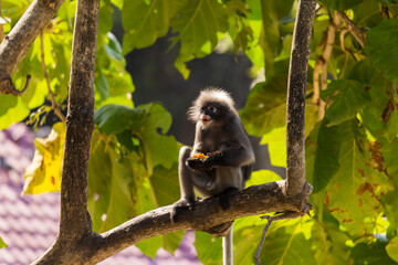 Dusky Langur sitting on a tree branch in the forest, Thailand.