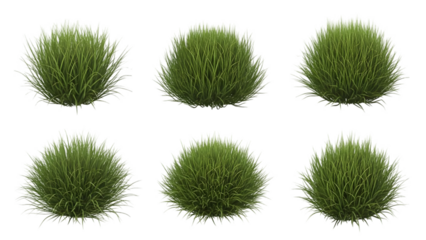 Collection of vibrant green ornamental grasses isolated on a black background