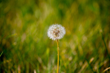 Dandelion close-up on a spring meadow. Dandelion seeds in the sunlight blowing away across a fresh green morning background
