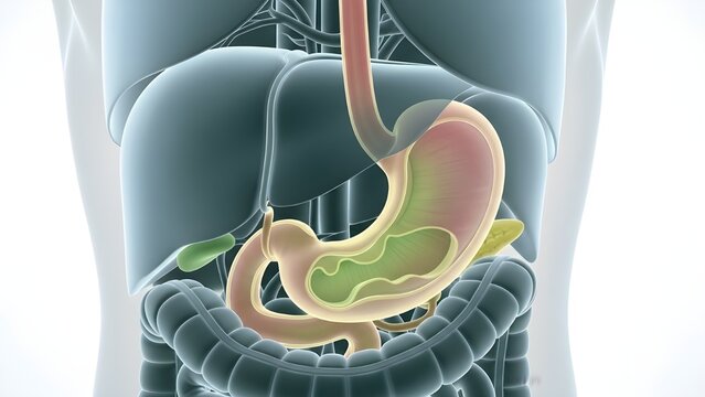 Human Digestive System Partial View &ndash; Gastrointestinal Anatomy Illustration
