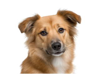 Medium shot of a golden brown dog with attentive eyes and fluffy fur isolated on a transparent background