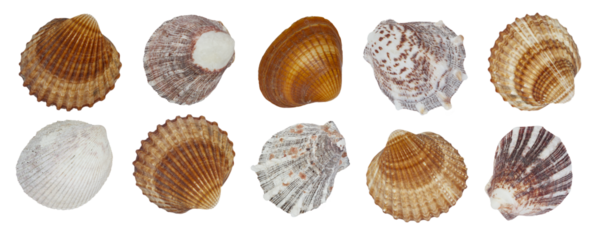 A row of shells of different colors and patterns. The shells are arranged in a row and isolated on a white transparent background.