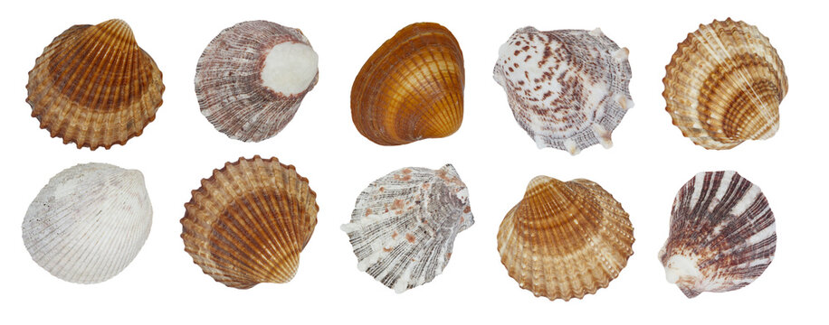 A row of shells of different colors and patterns. The shells are arranged in a row and isolated on a white transparent background.