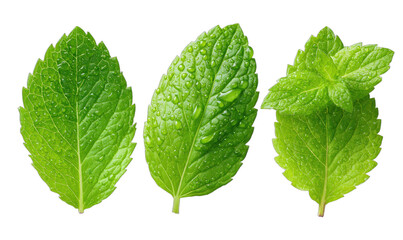 Three vibrant green mint leaves glistening with fresh water droplets