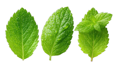 Three vibrant green mint leaves glistening with fresh water droplets