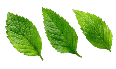 Three vibrant green textured leaves with serrated edges on black