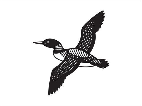 Loon Flying Bird Silhouette, Vector, Illustration.  Loon silhouette vector illustration on flying design
