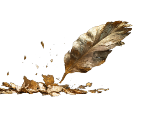 A textured, aged leaf with a pointed tip hovers over scattered fragments