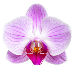 Fototapeta premium Beautiful pink and purple phalaenopsis orchid flower with exotic petals isolated on a white background for a closeup macro nature blossom